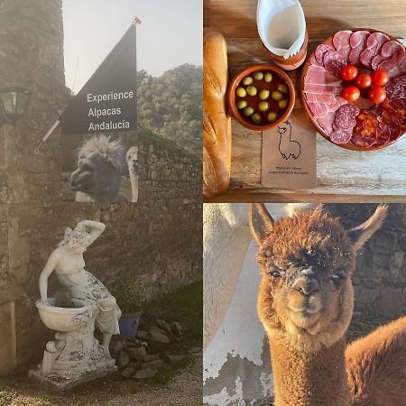 Experience Alpacas In Andalucia Διαμέρισμα Κόρδοβα Εξωτερικό φωτογραφία