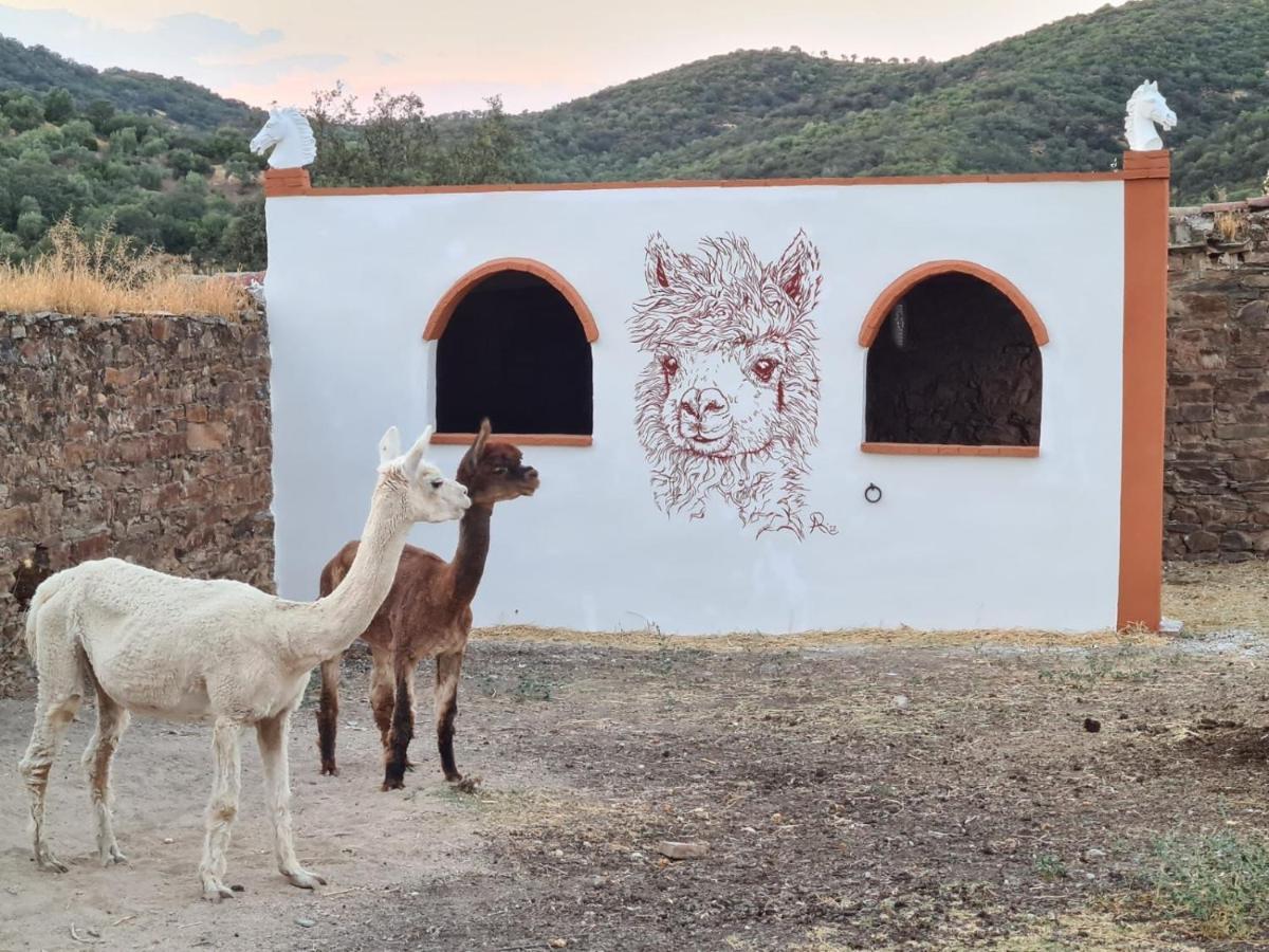 Experience Alpacas In Andalucia Διαμέρισμα Κόρδοβα Εξωτερικό φωτογραφία